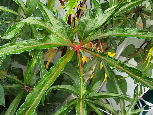 Chief Kubo's Prize South Sea Salad Tree LIVE PLANT