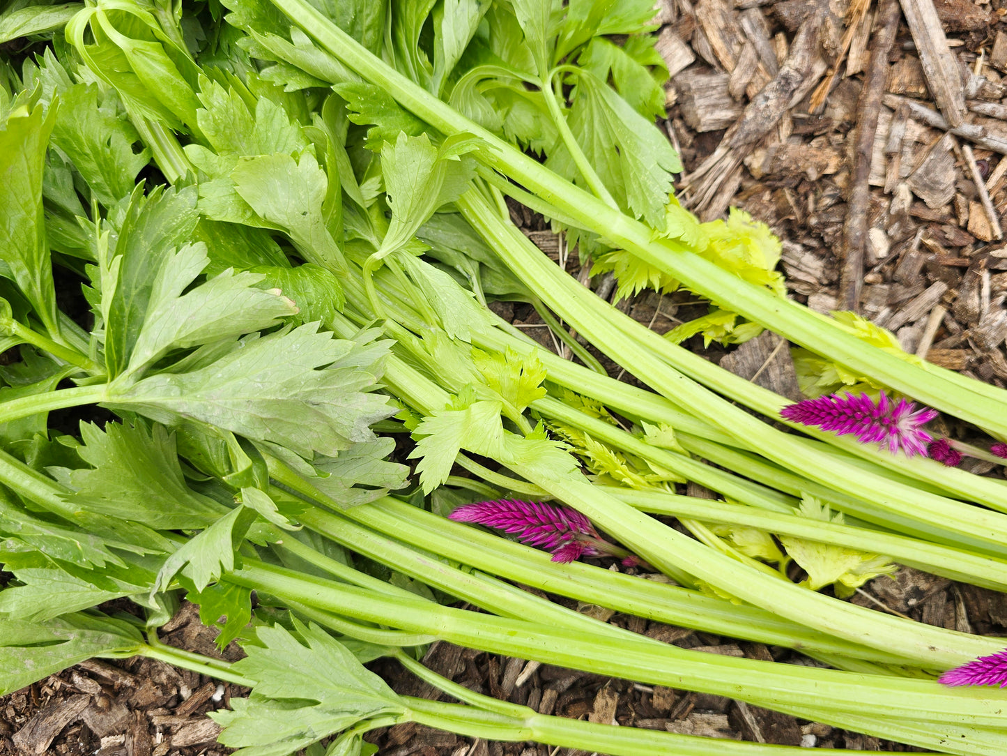 Chinese Celery aka Kintsai Seeds