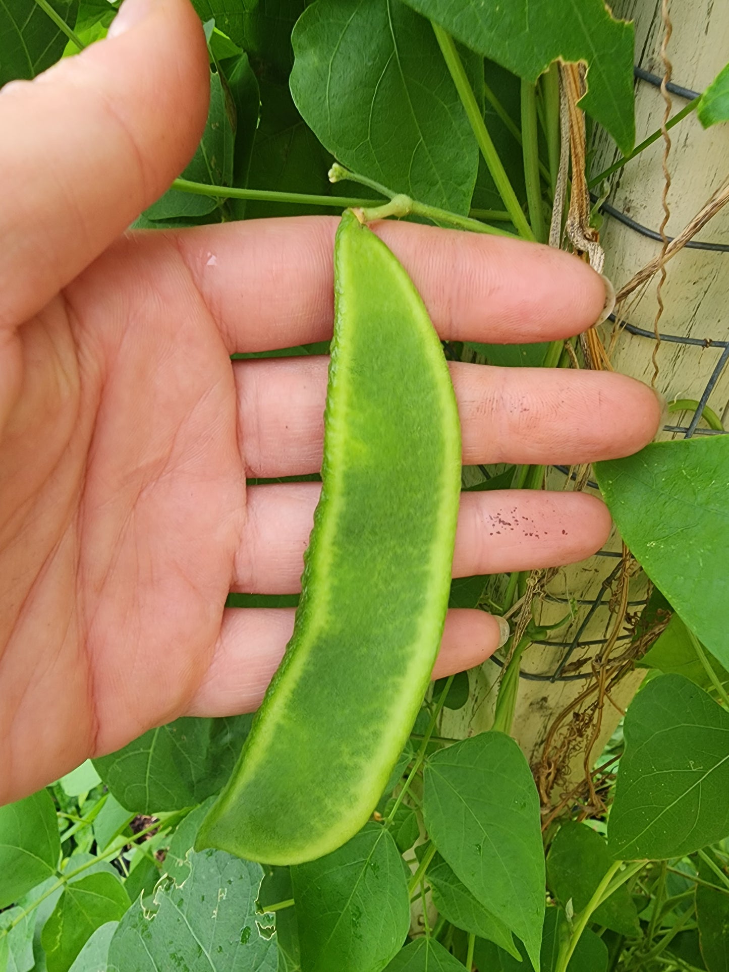 Christmas Pole Lima Butter Bean Seeds