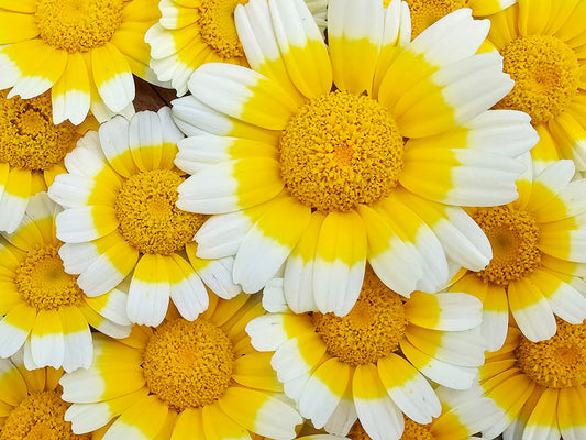 Chrysanthemum aka Tong Ho Heirloom Flower Seeds