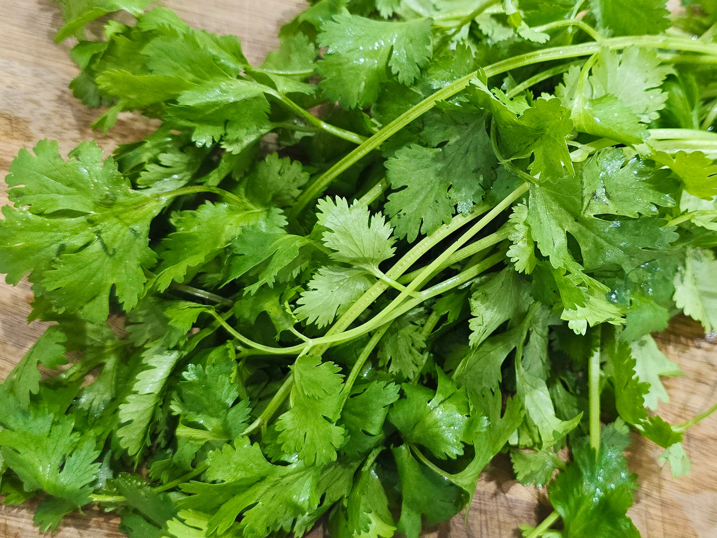 Cilantro Herb Seeds