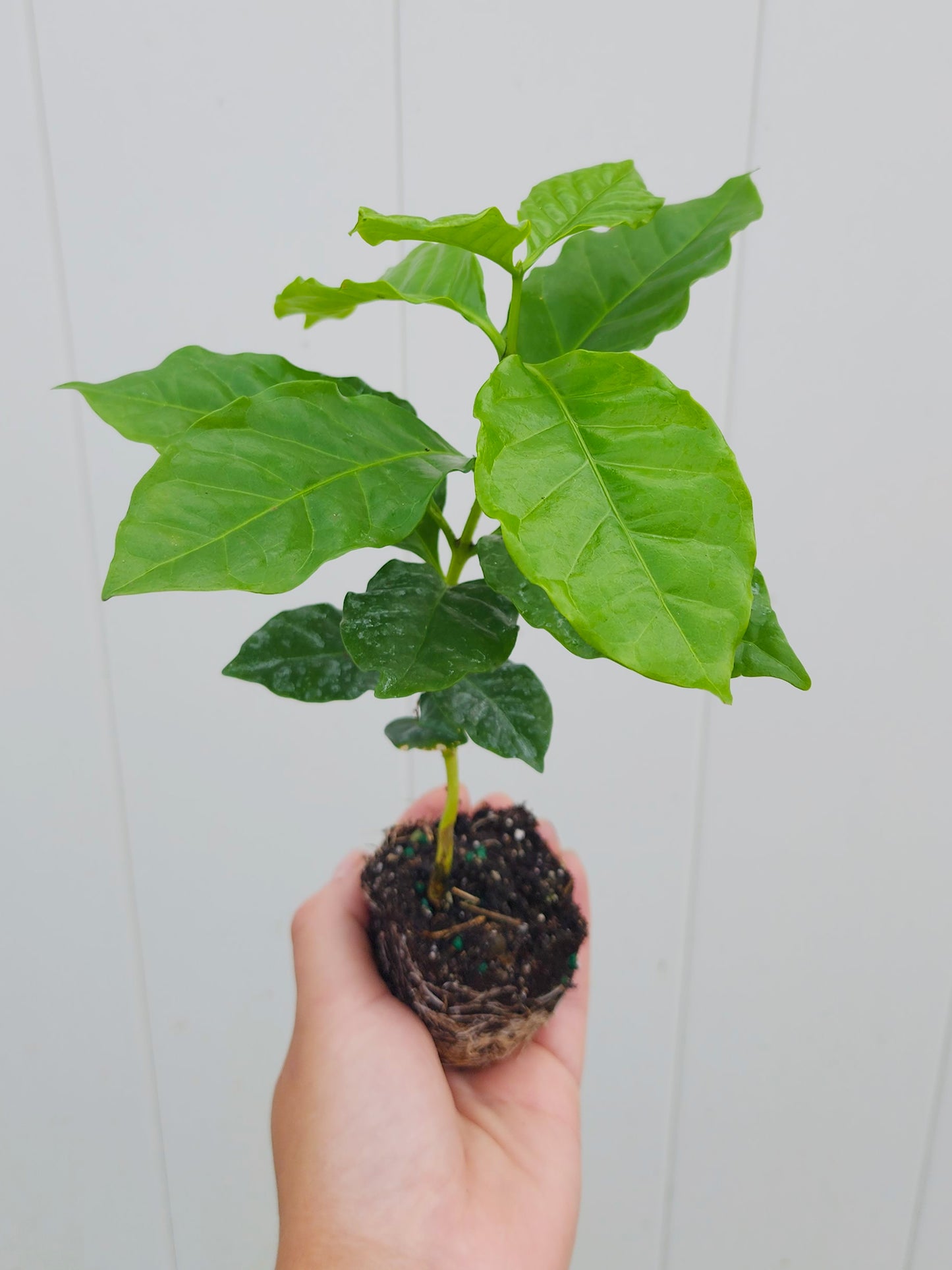 Coffee Arabica LIVE Starter Plant/Tree