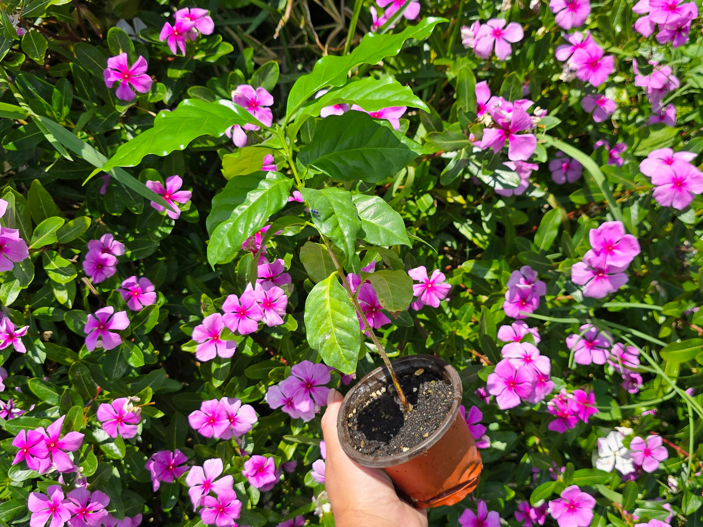 Coffee Arabica LIVE Plant/Tree