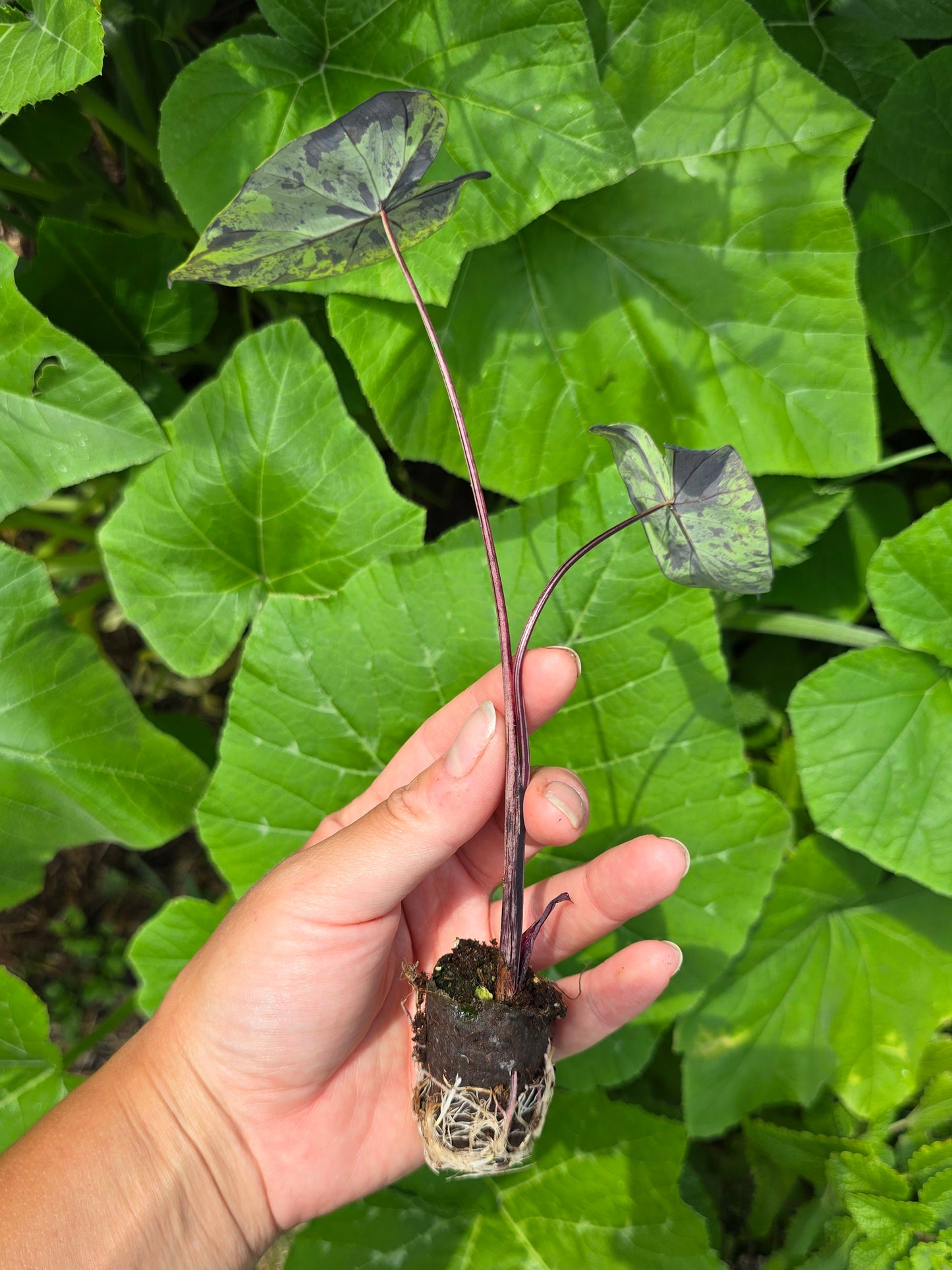 Mojito Colocasia Tropical Plant Houseplant