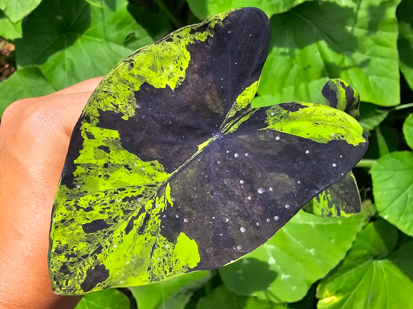 Mojito Colocasia Tropical Plant Houseplant