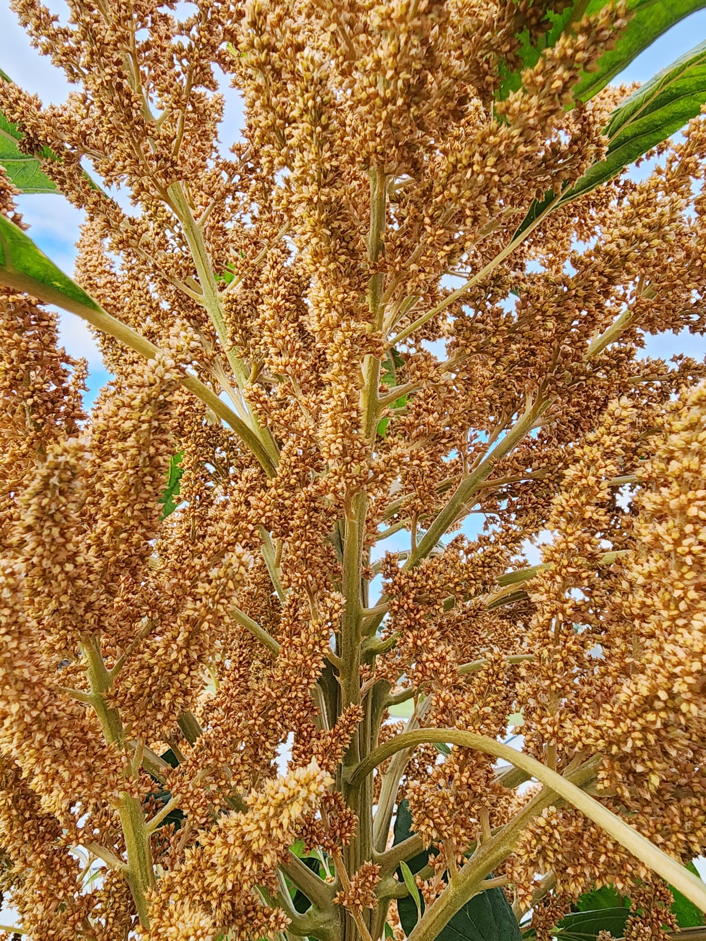 Copperhead Giant Amaranth Seeds