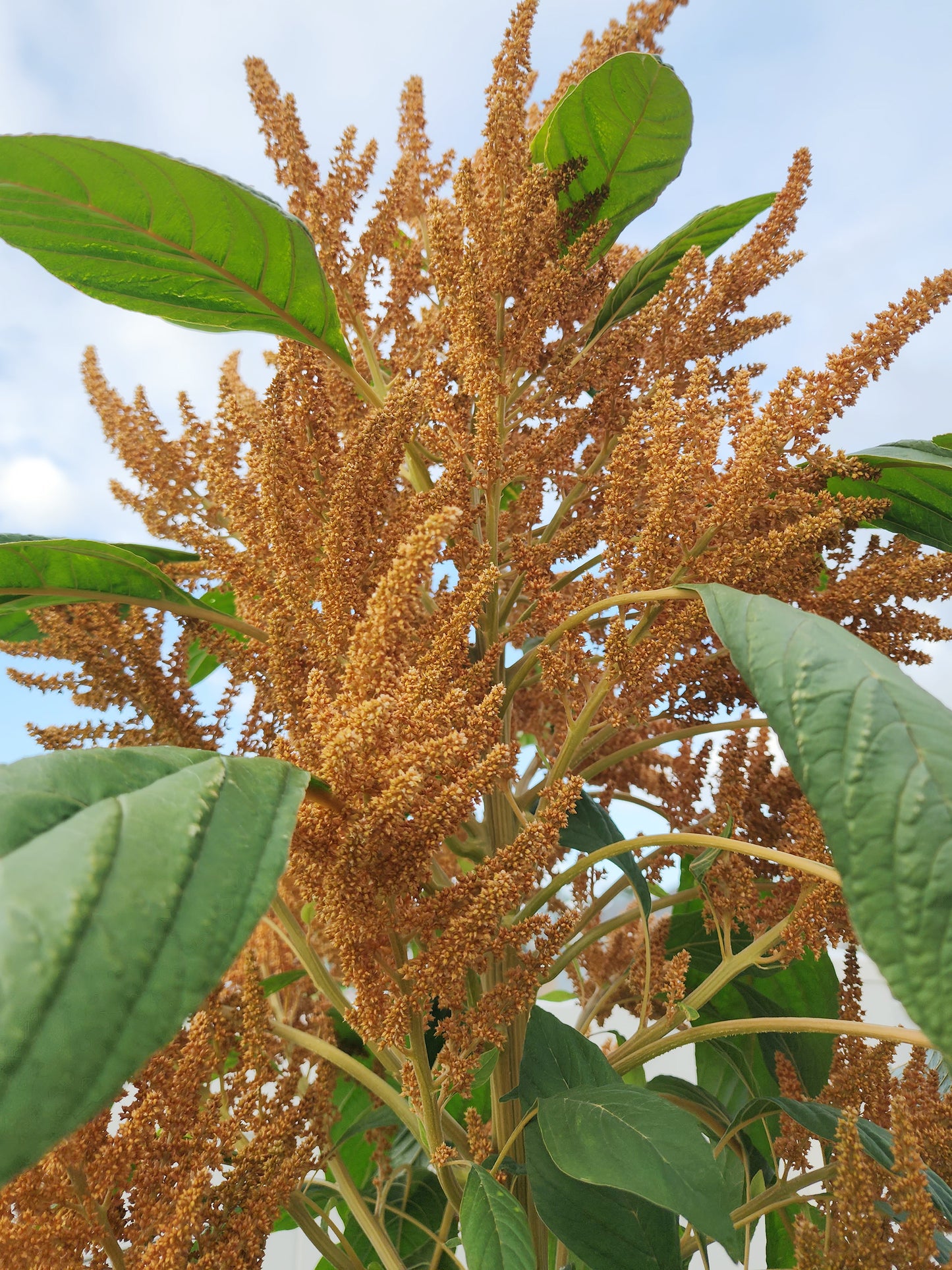 Copperhead Giant Amaranth Seeds