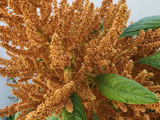 Copperhead Giant Amaranth Seeds