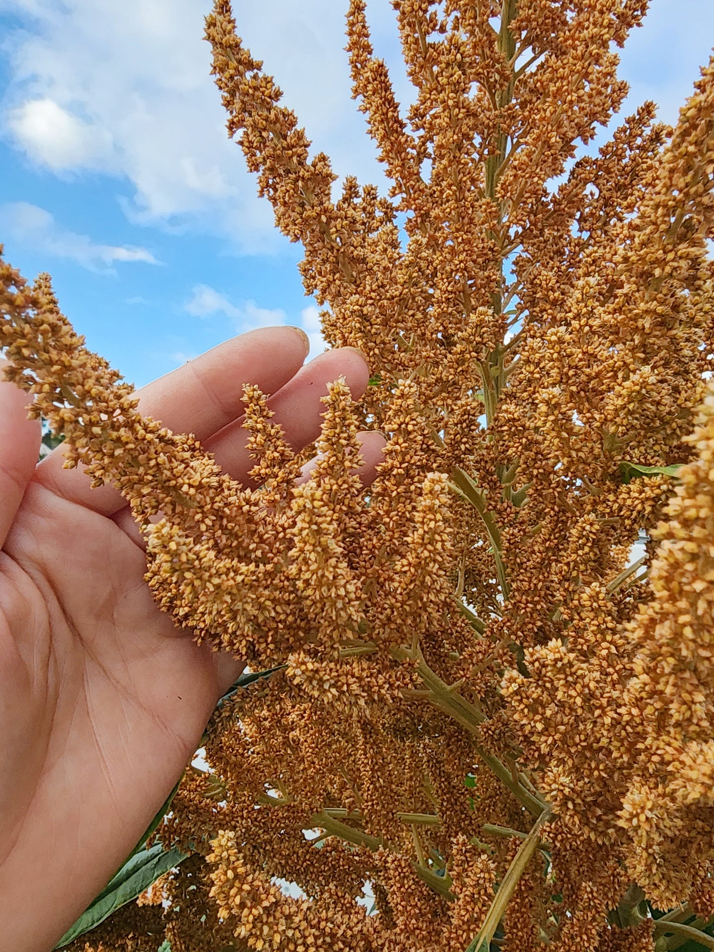 Copperhead Giant Amaranth Seeds