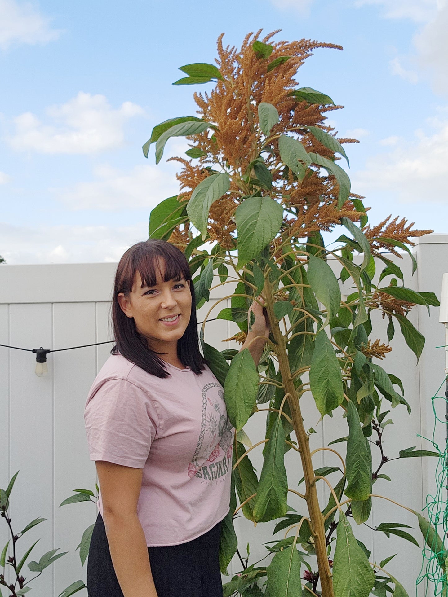 Copperhead Giant Amaranth Seeds