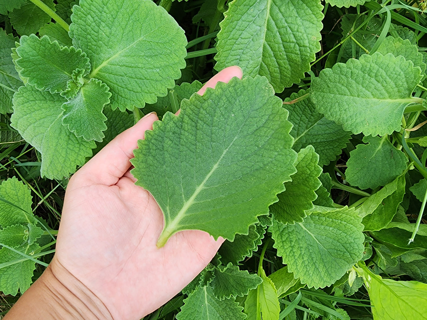 Cuban Oregano LIVE plant