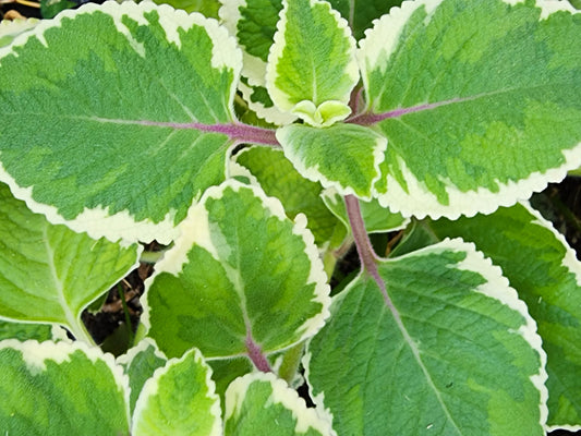 Variegated Cuban Oregano LIVE plant