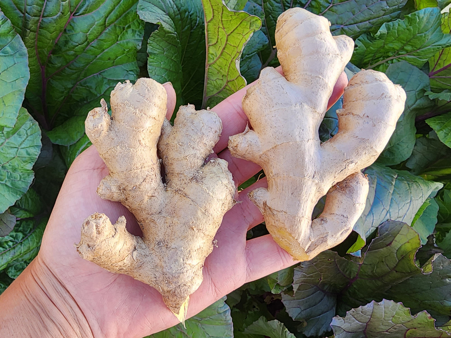 Culinary Ginger - Edible Ginger Starter/Sprouted LIVE Plant