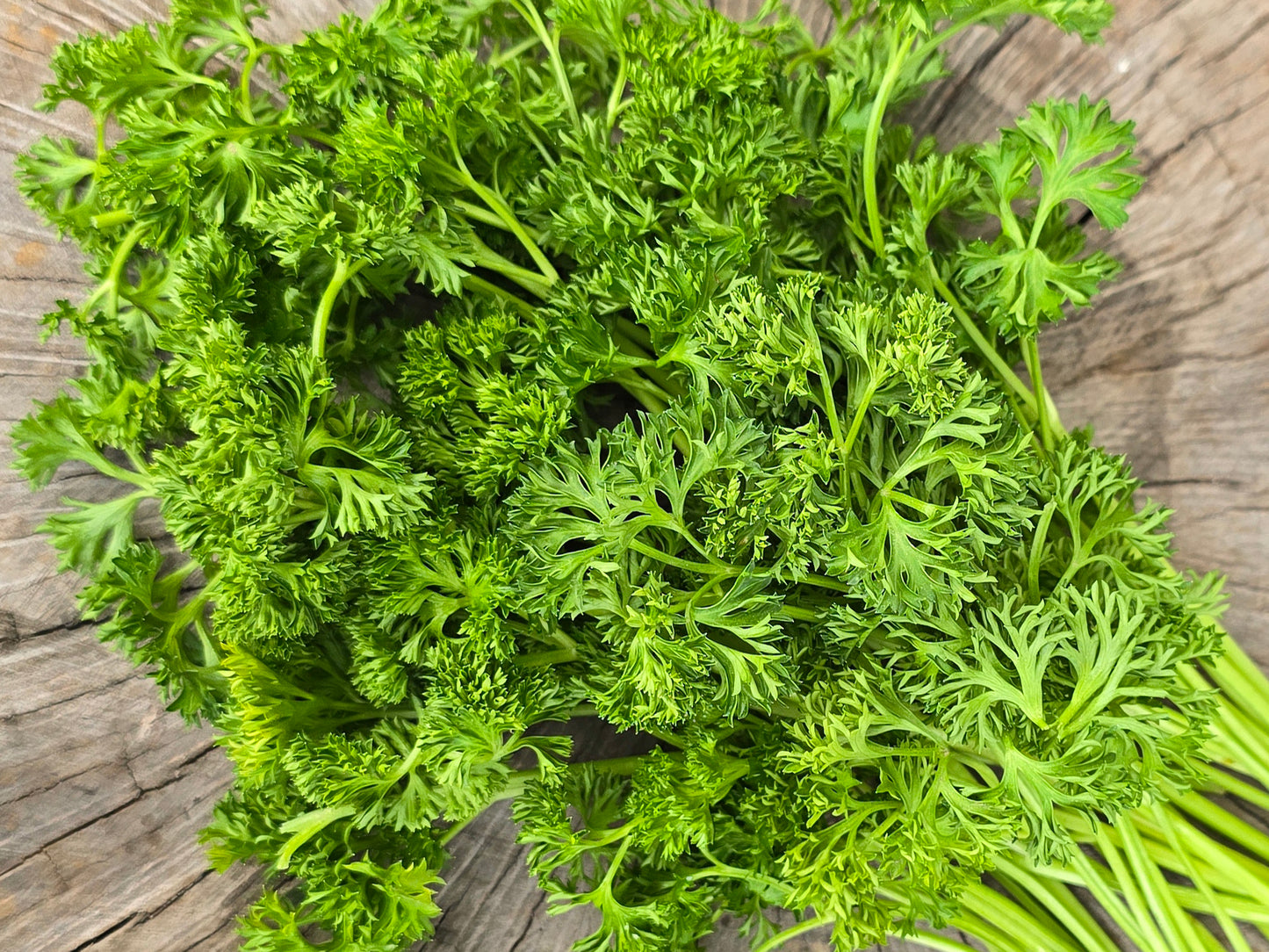 Curly Leaf Parsley Herb Seeds