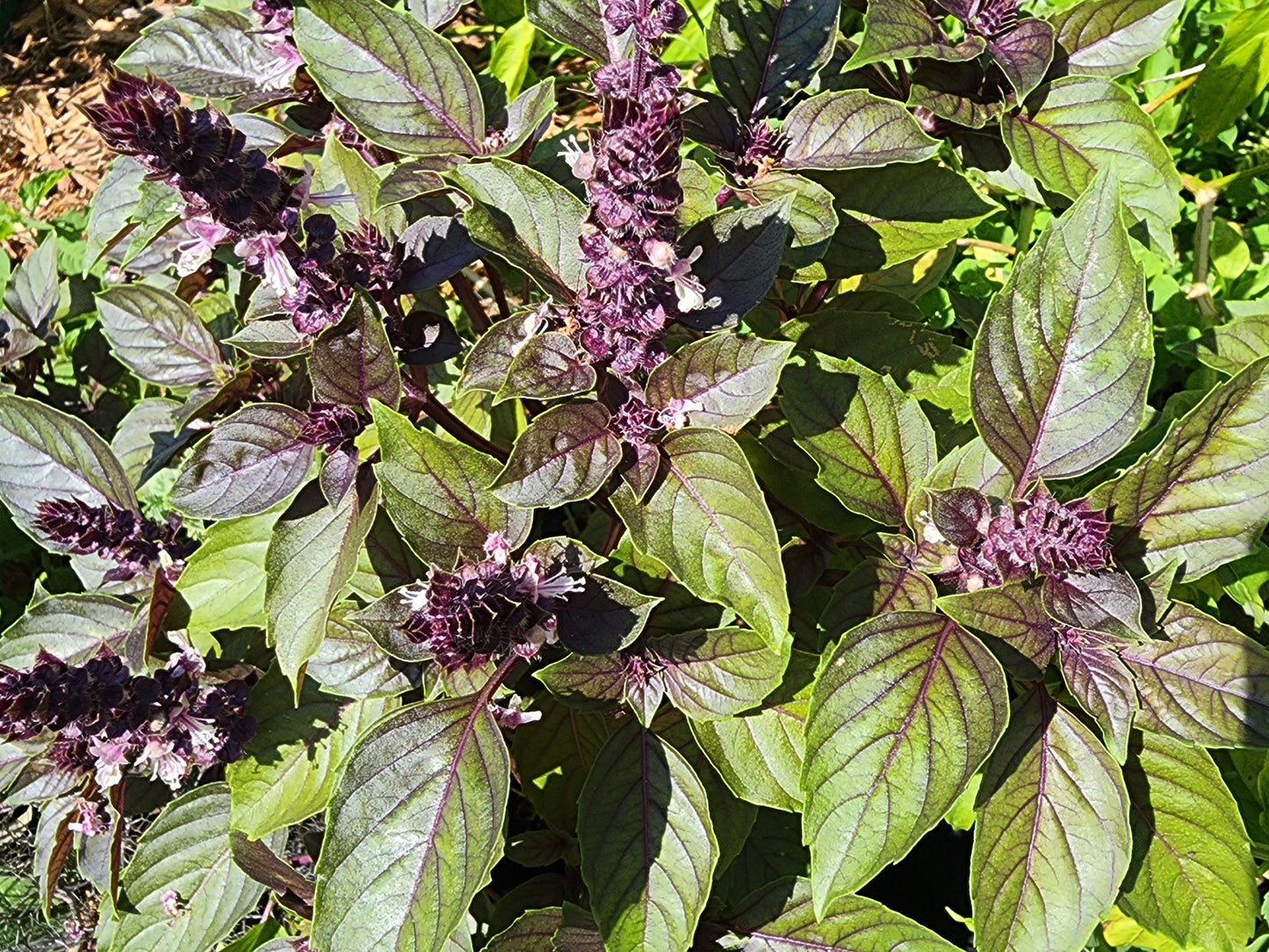 Dark Opal Purple Sweet Basil