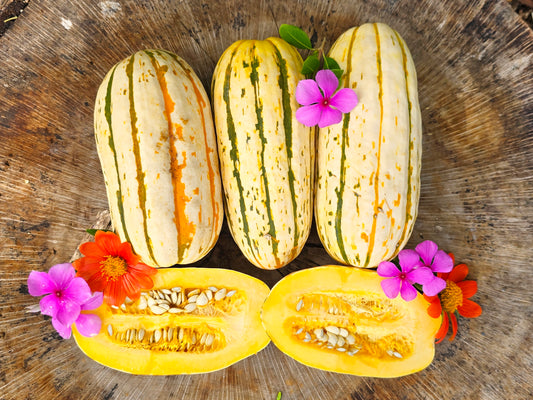 Delicata Squash Seeds