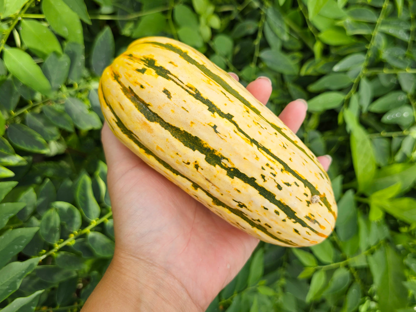 Delicata Squash Seeds