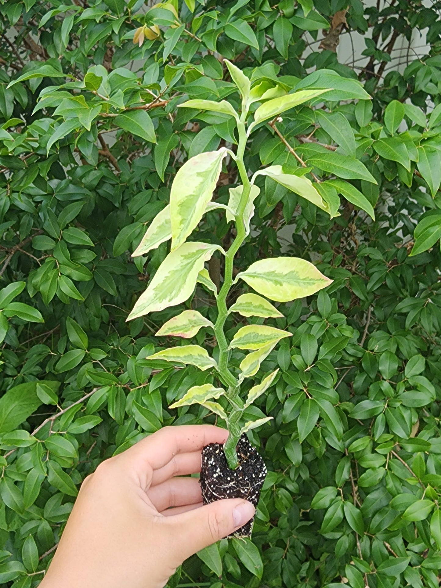 Devil's Backbone aka Zigzag Plant Houseplant