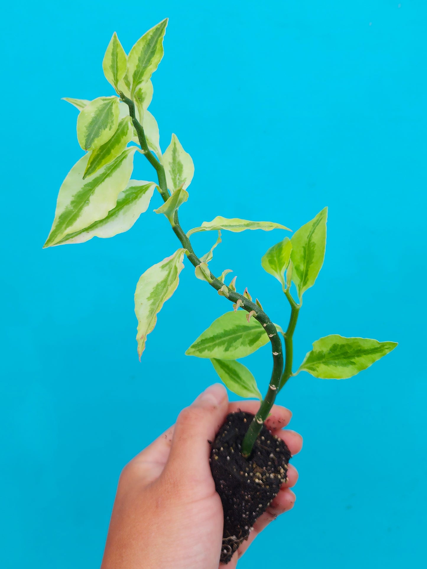 Devil's Backbone aka Zigzag Plant Houseplant