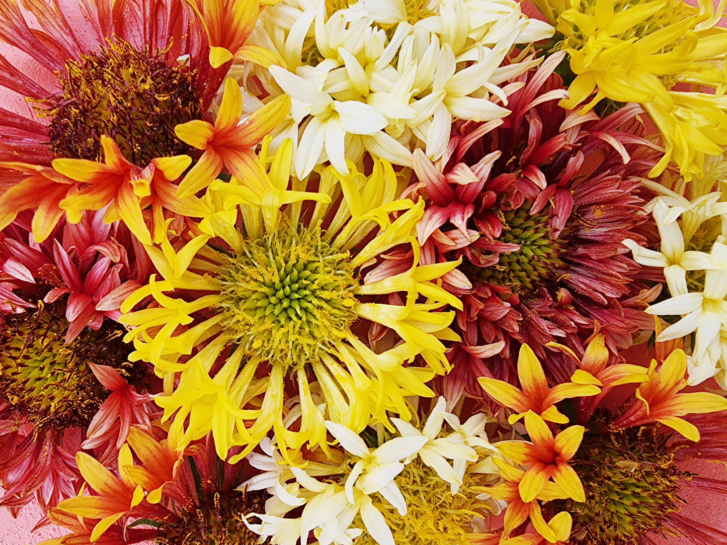 Double Sunset Blanket Flower