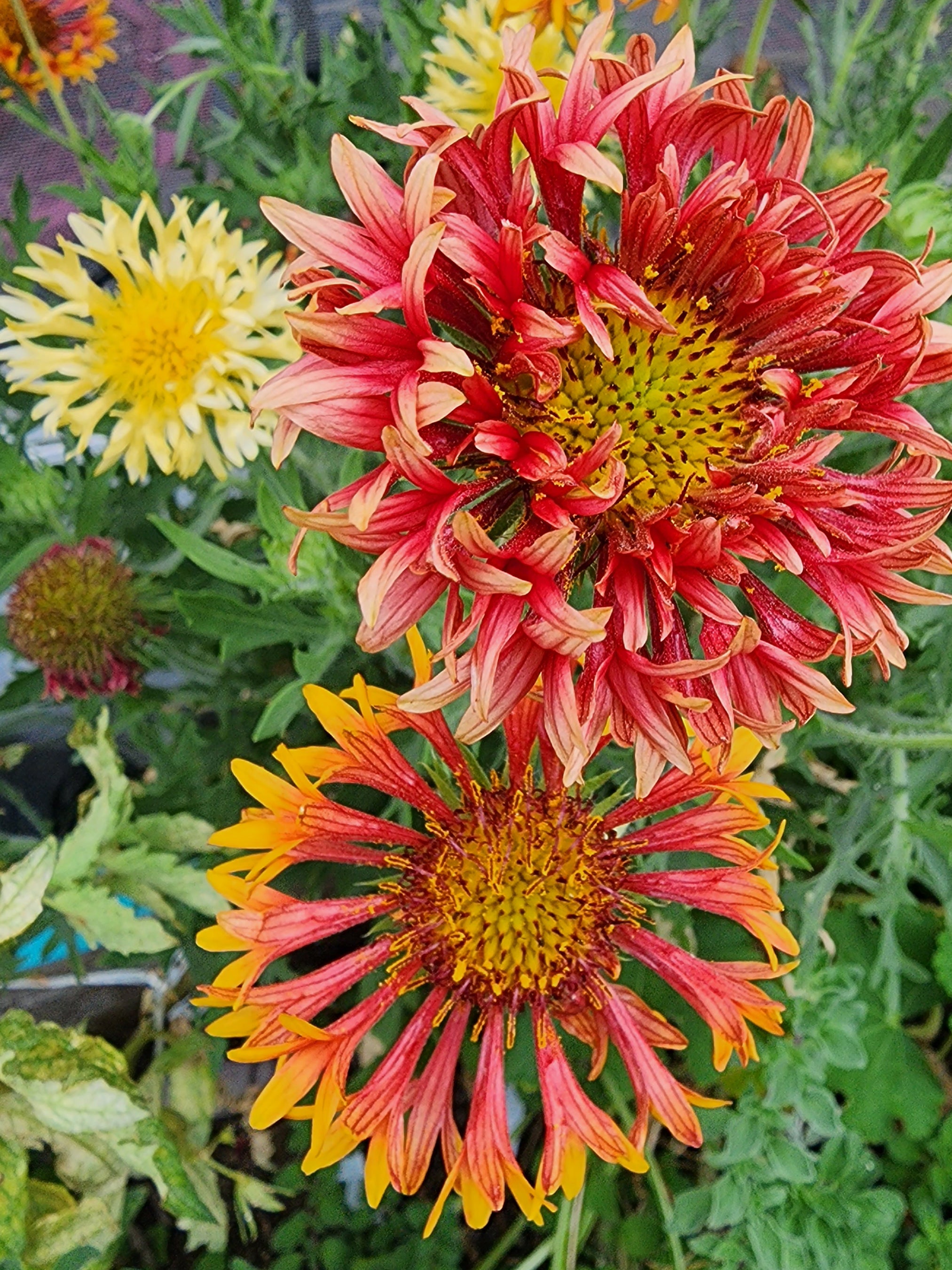 Red discount blanket flower