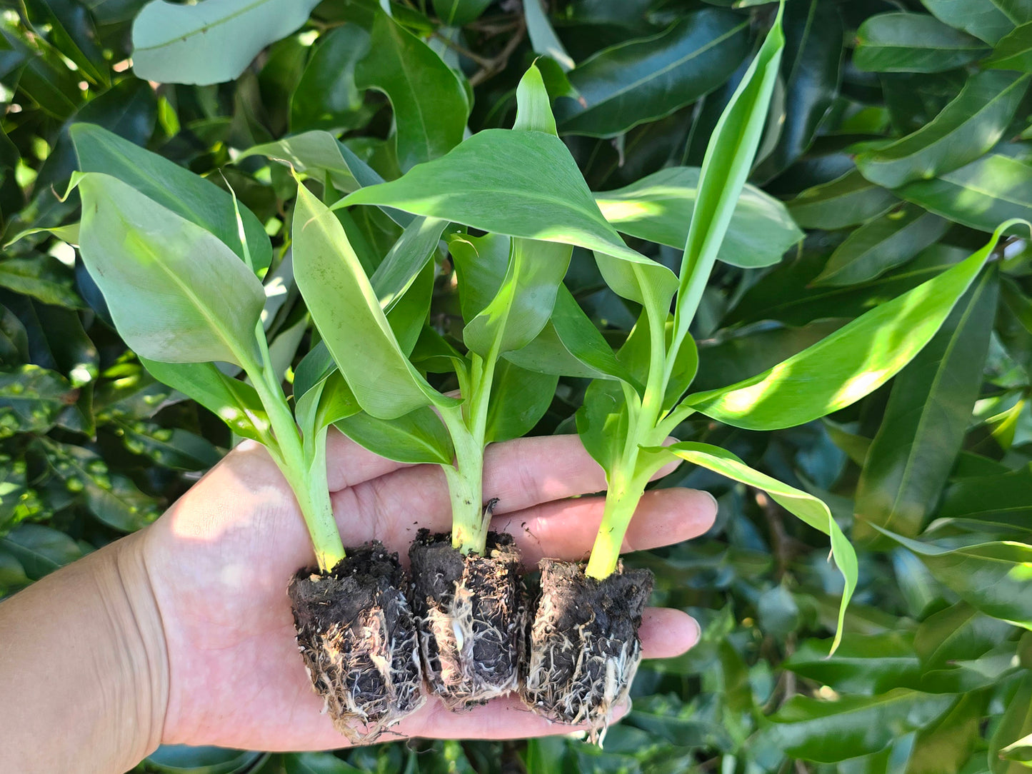 Dwarf Cavendish Banana LIVE PLANT