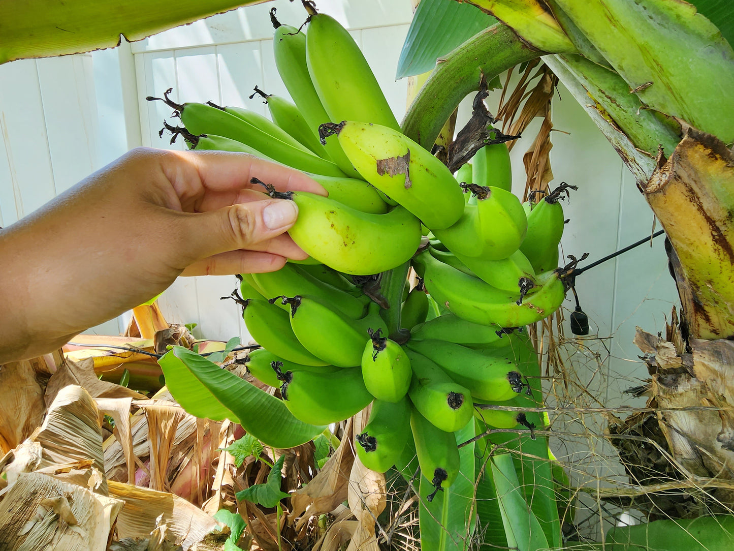 Dwarf Cavendish Banana LIVE PLANT