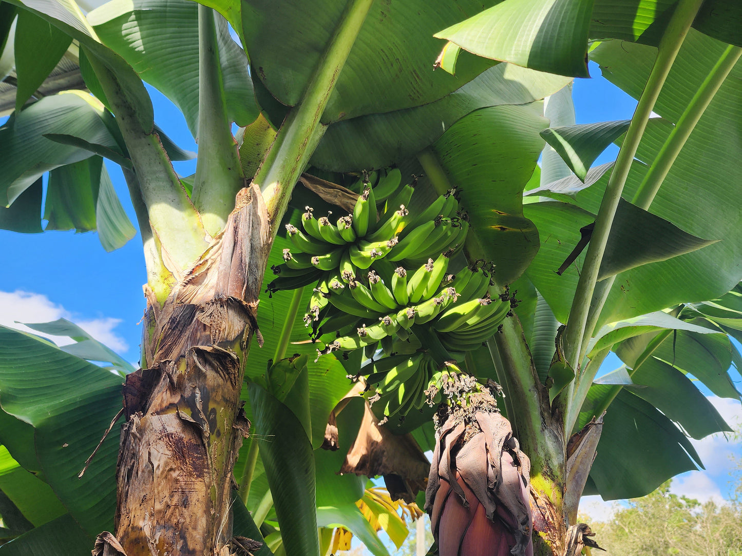 Dwarf Cavendish Banana LIVE PLANT