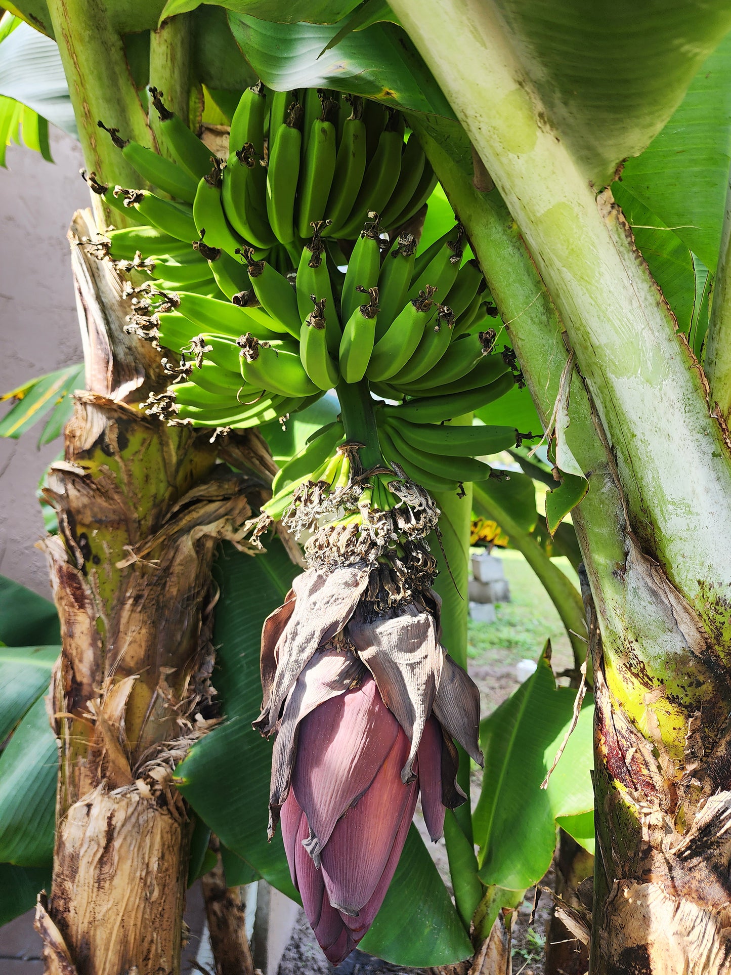 Dwarf Cavendish Banana LIVE PLANT