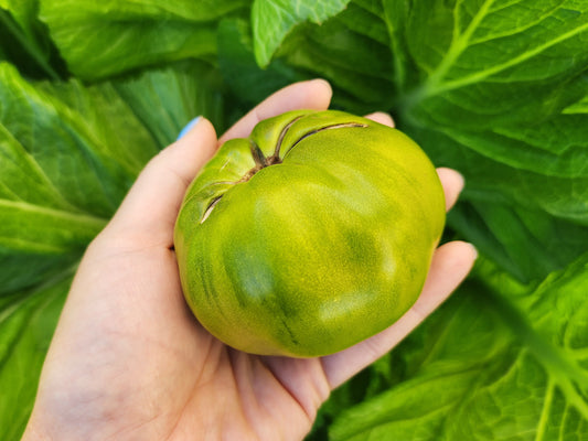 Dwarf Summertime Green Beefsteak Tomato