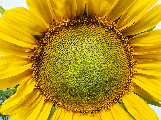 Dwarf Sunspot Sunflower Seeds