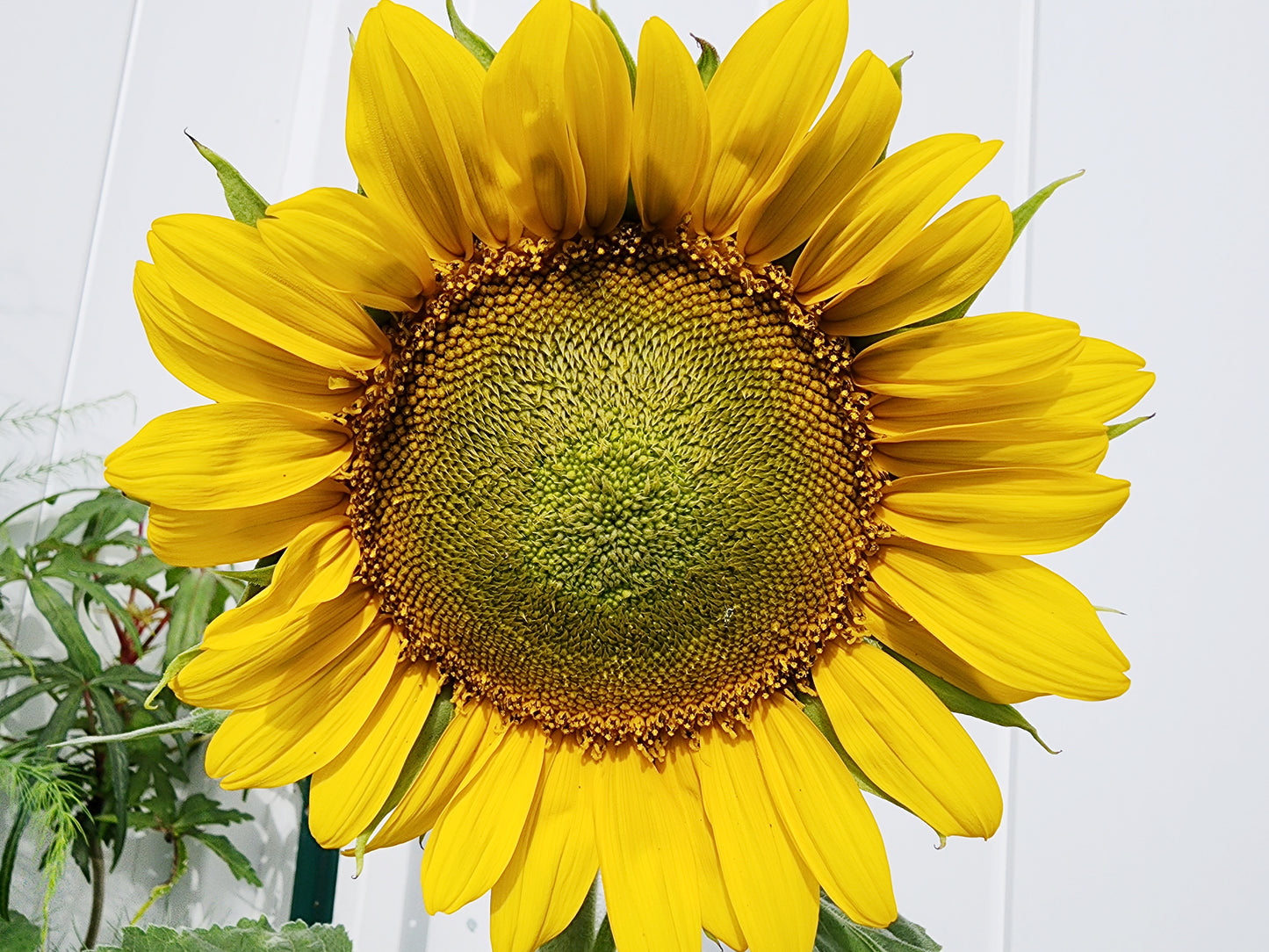 Dwarf Sunspot Sunflower Seeds