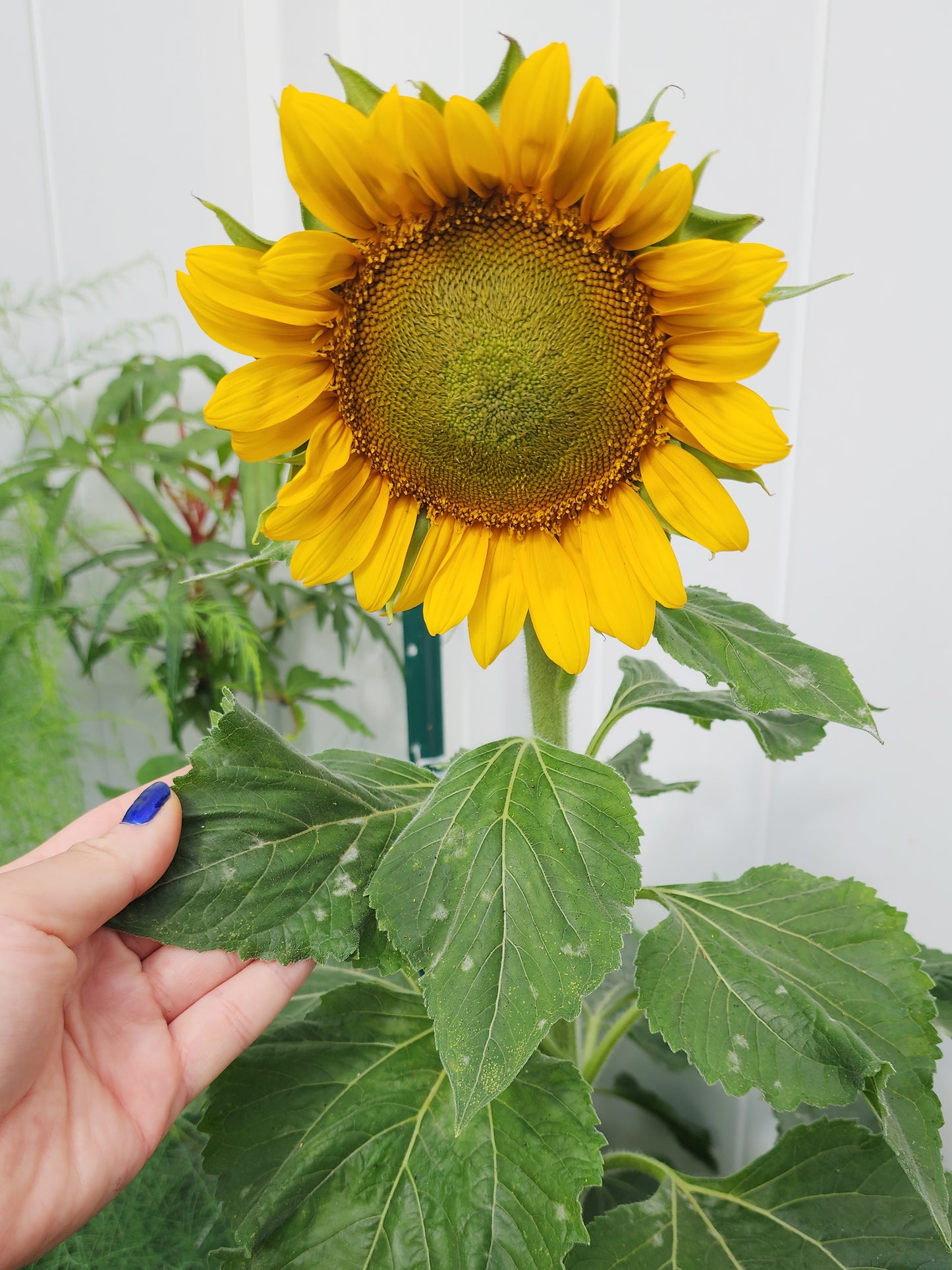 Dwarf Sunspot Sunflower Seeds