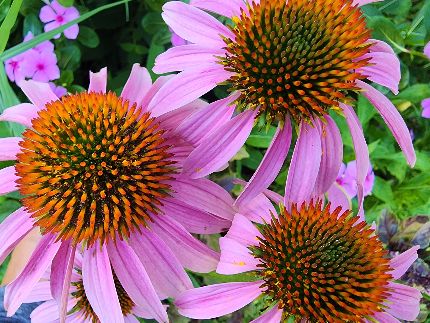 Echinacea Purple Coneflower