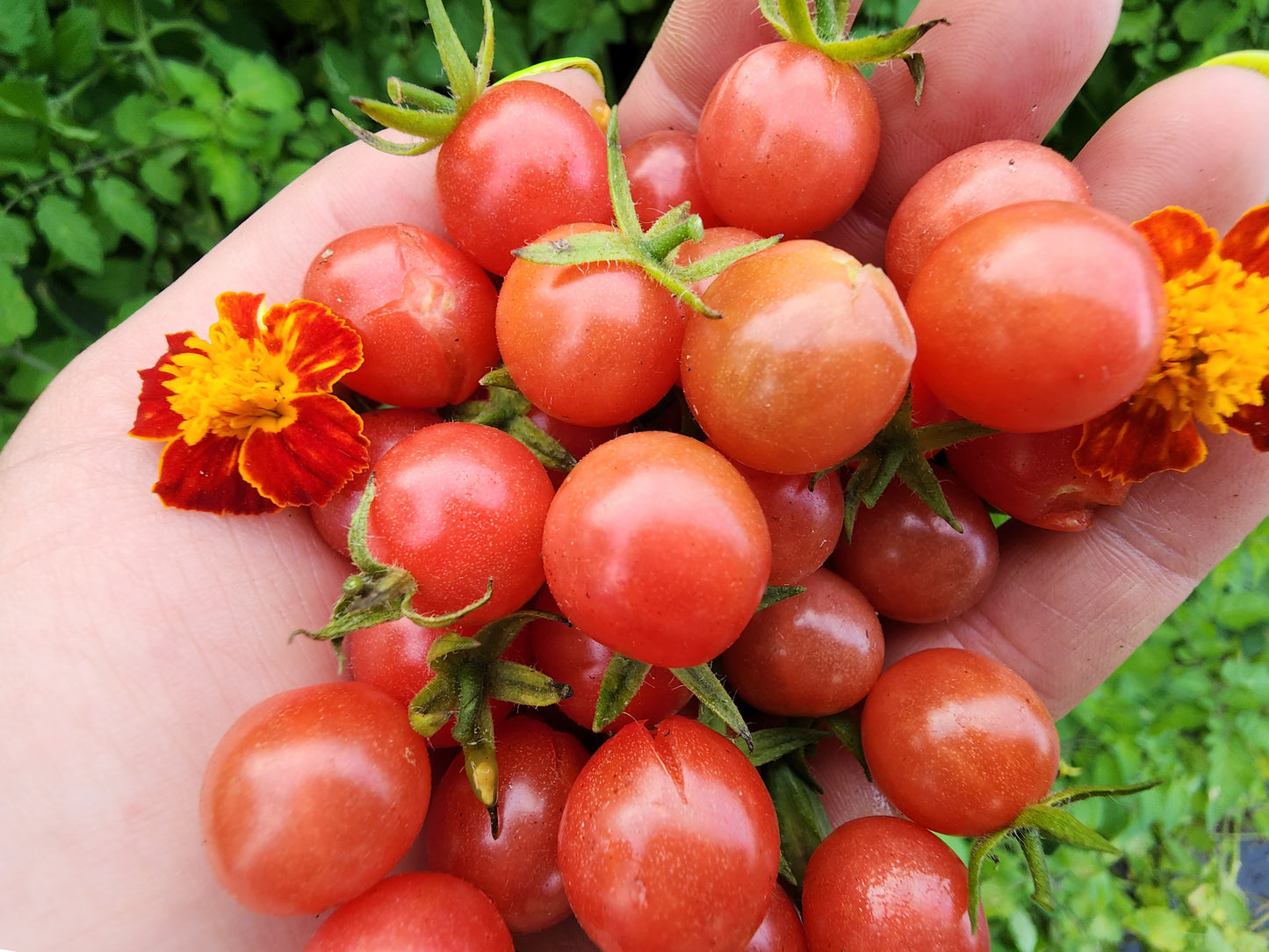 Everglades Tomato LIVE Plant