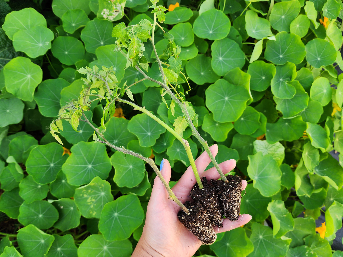 Everglades Tomato LIVE Plant