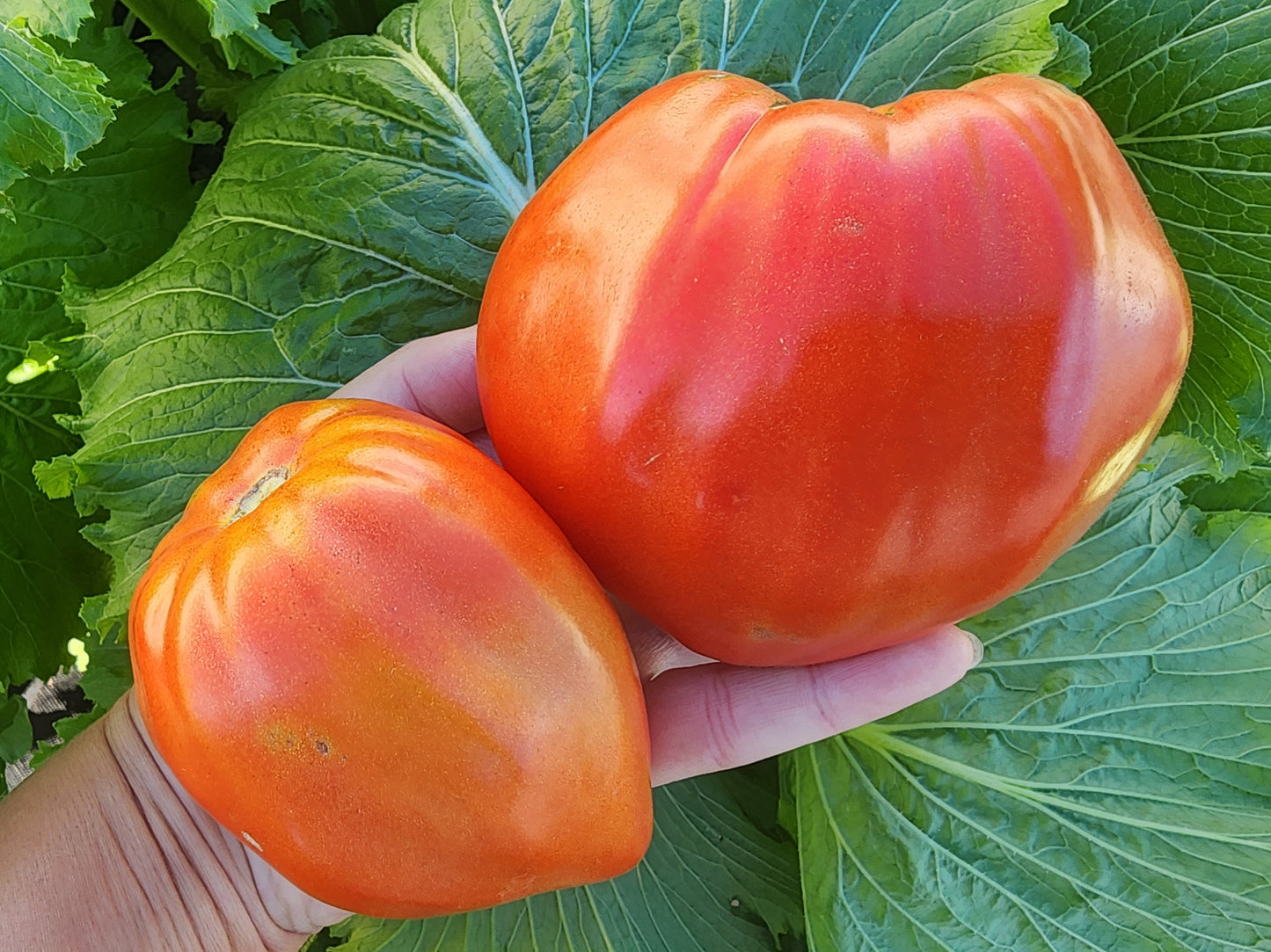 Firali Italian Oxheart Tomato