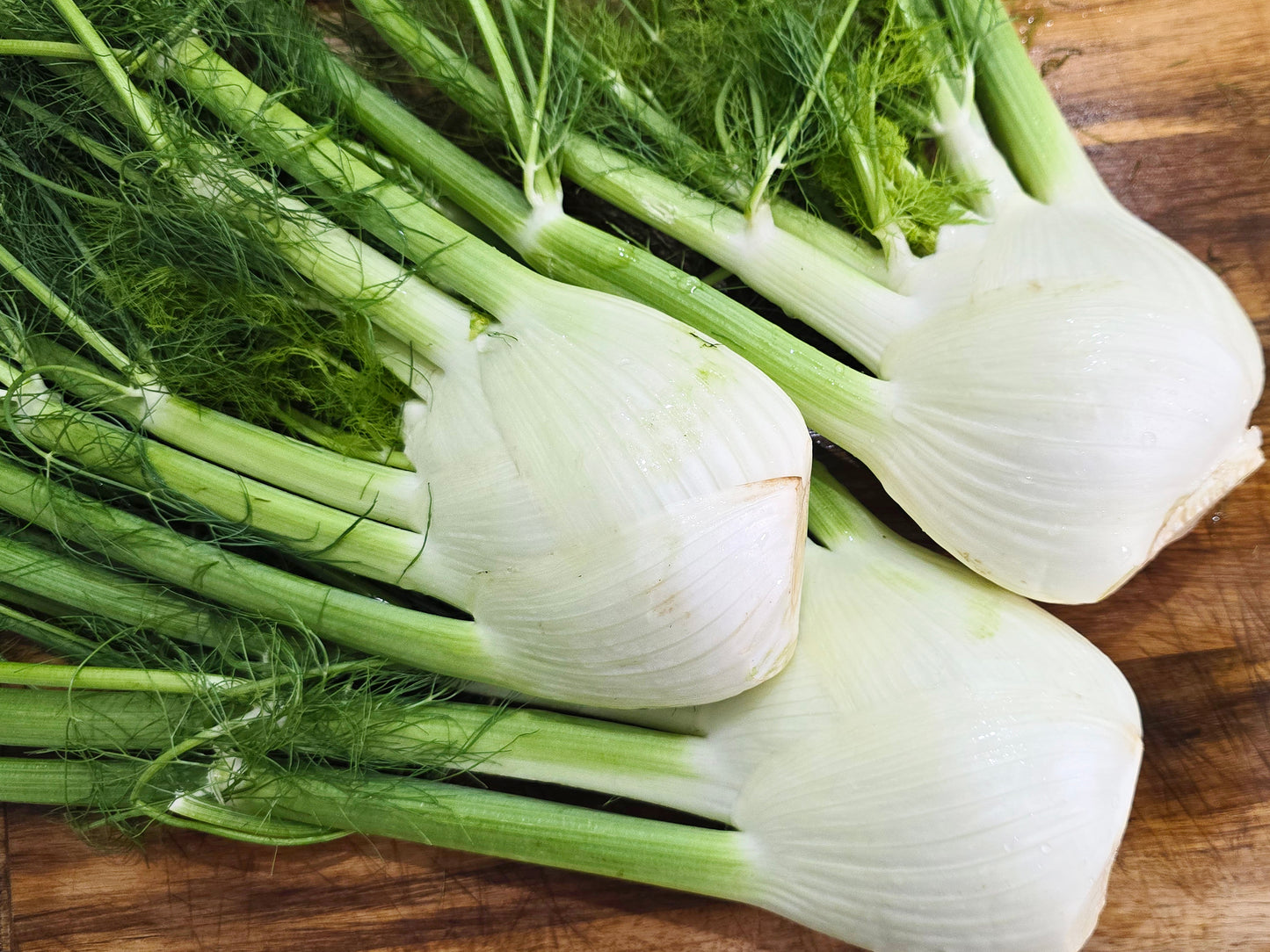 Fennel Vegetable & Herb Seeds