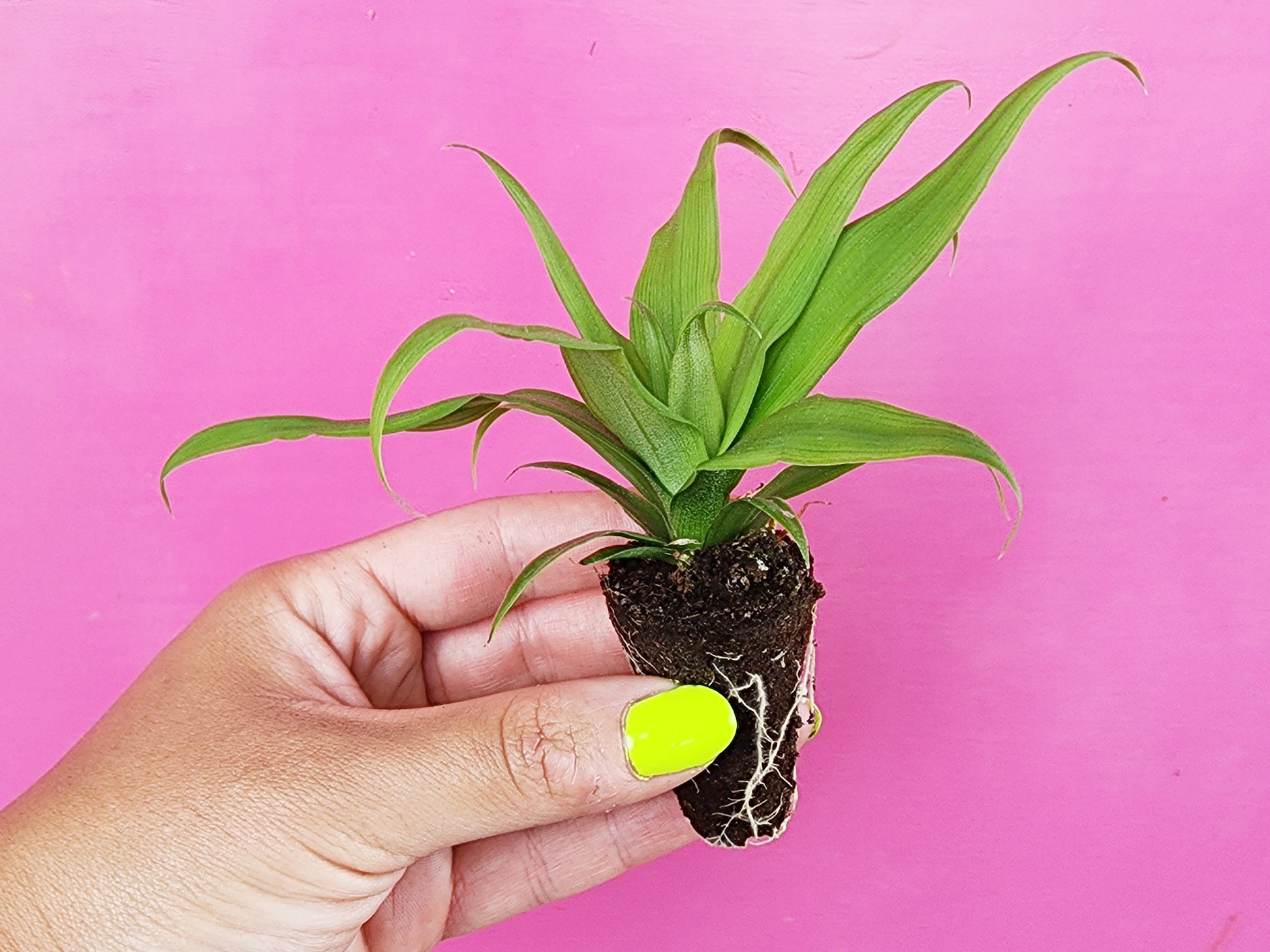 HS7/MG055: Pineapple Growing in the Florida Home Landscape