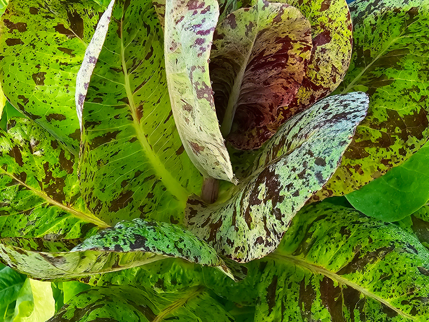 Freckles Romaine Lettuce Seeds