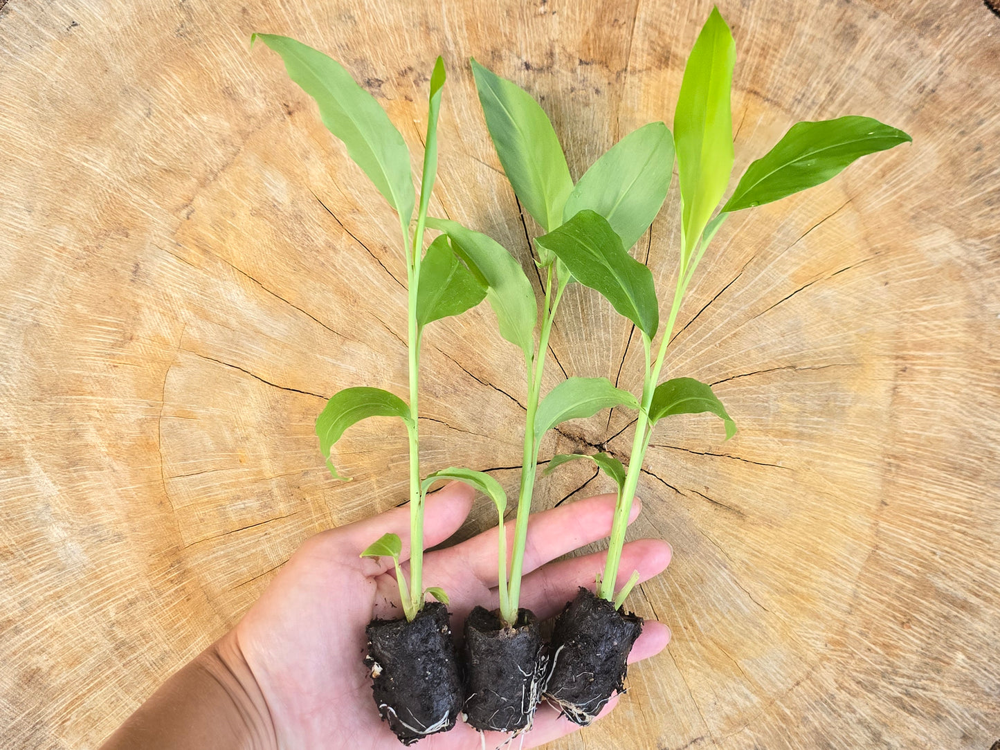 Galangal - SMALL Starter/Sprouted LIVE Plant