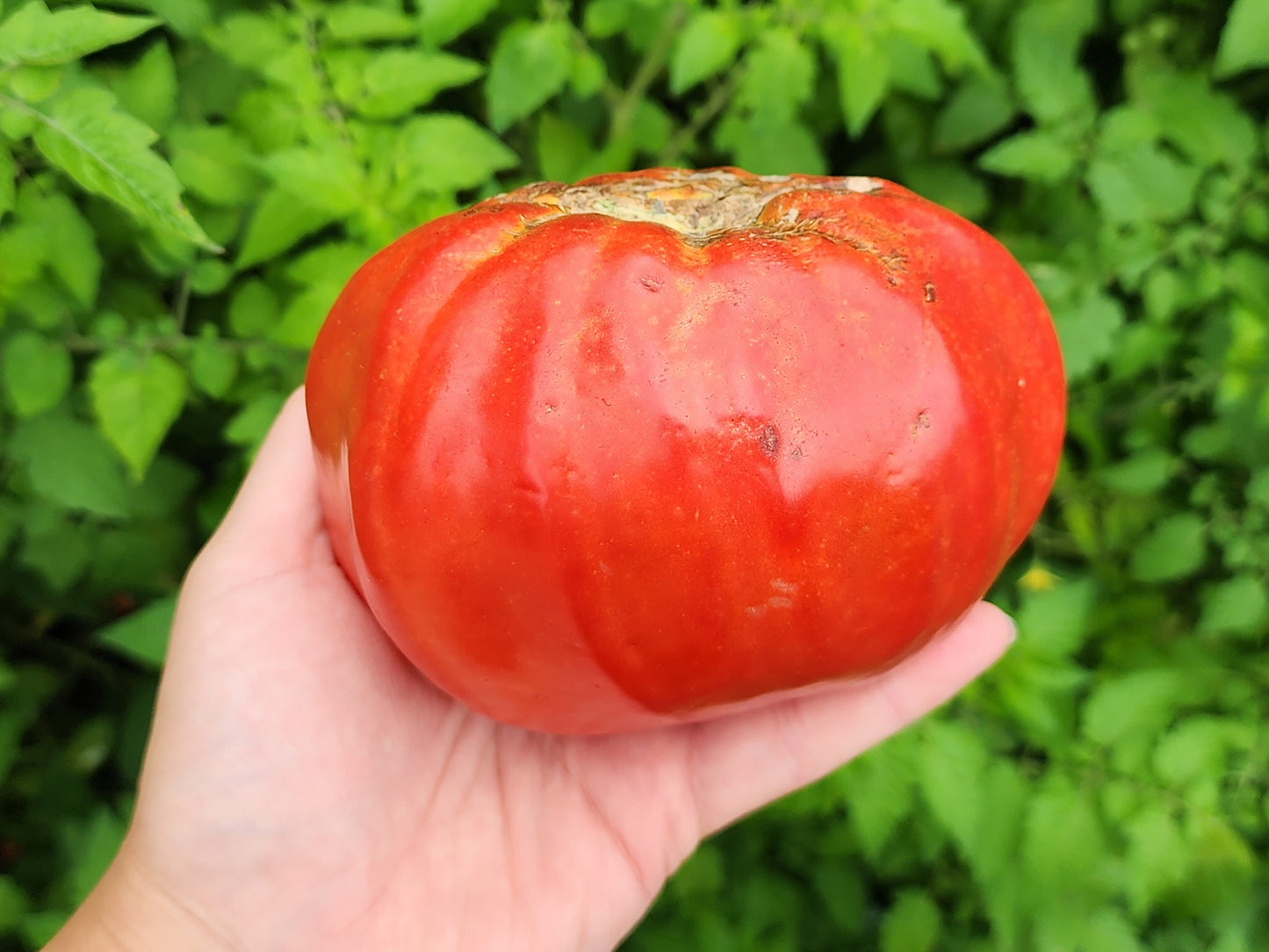 Giant Nono Italian Tomato Seeds