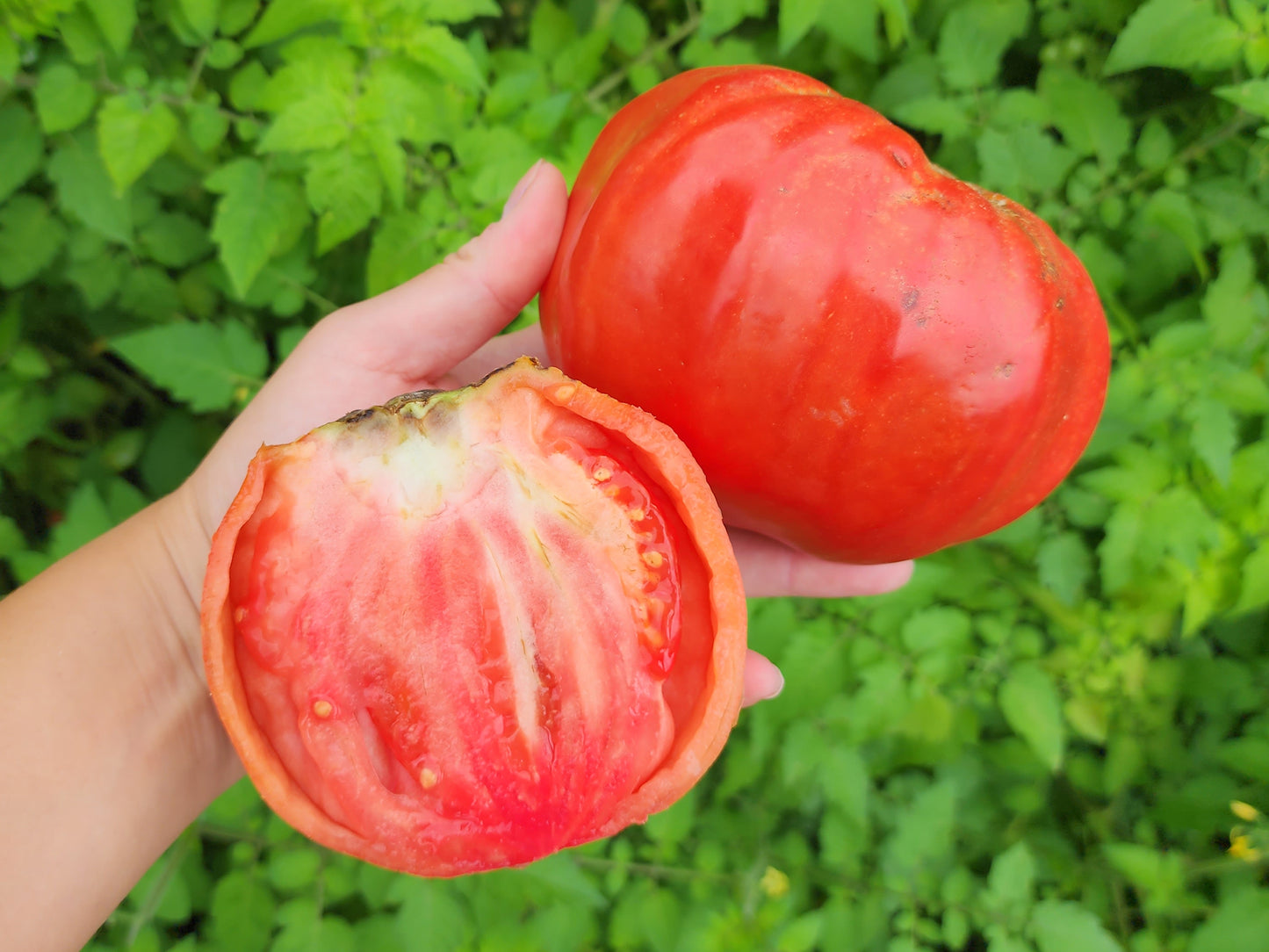 Giant Nono Italian Tomato Seeds