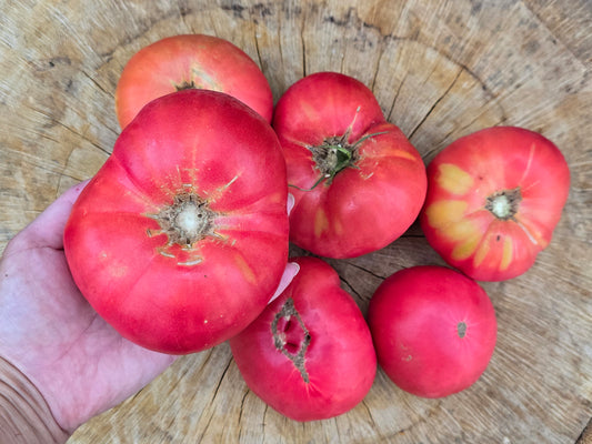RARE Giant Siberian Pink Tomato