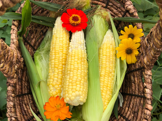 Golden Bantam Sweet Corn Seeds