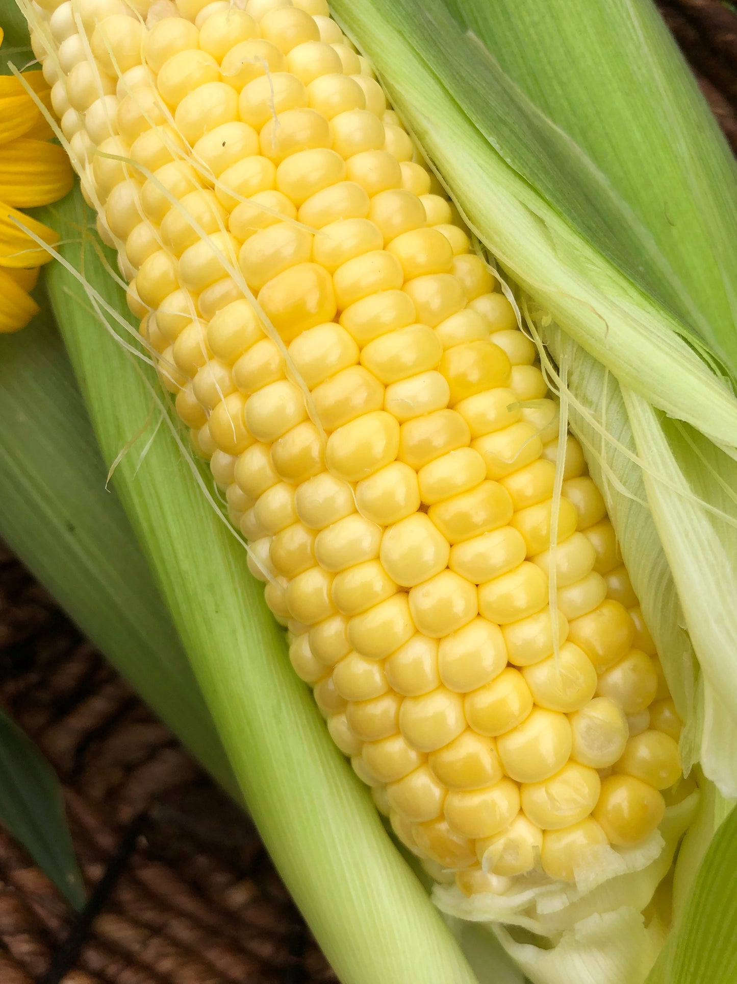 Golden Bantam Sweet Corn Seeds