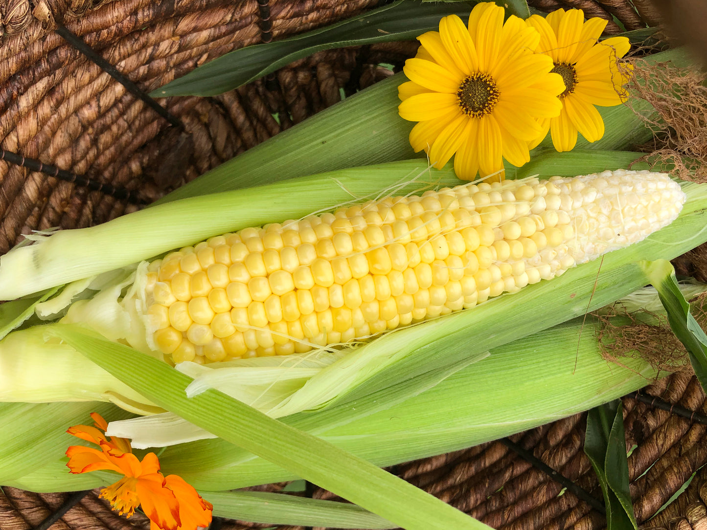 Golden Bantam Sweet Corn Seeds