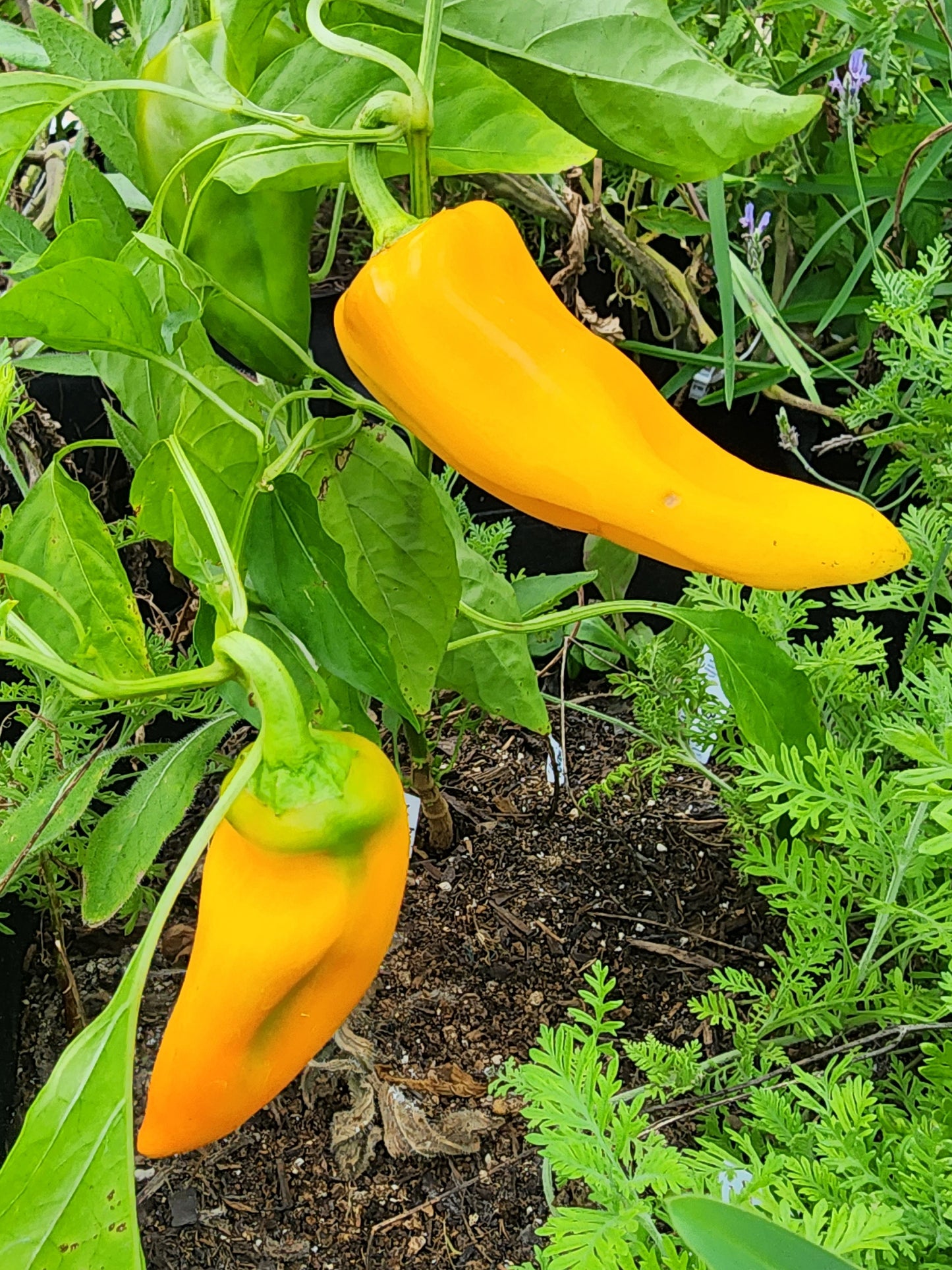 Golden Marconi Italian Sweet Pepper Seeds