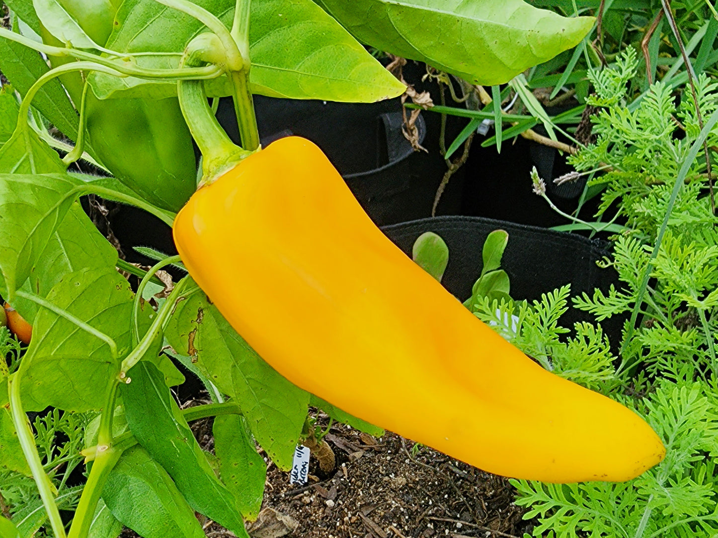 Golden Marconi Italian Sweet Pepper Seeds