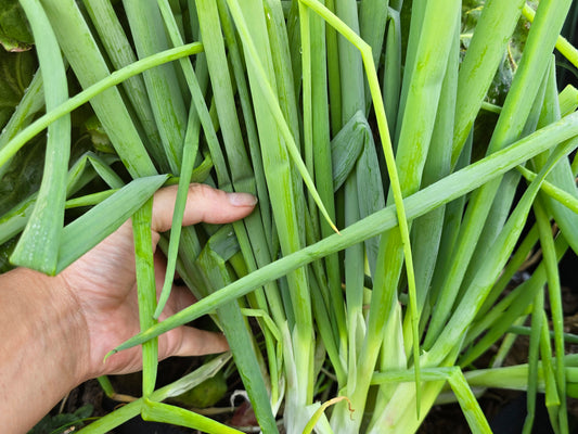 Green Bunching Onion Seeds